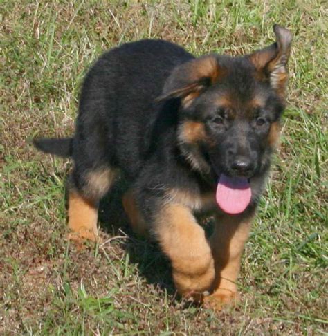 German Shepherd Puppies For Sale Near Me Petsidi