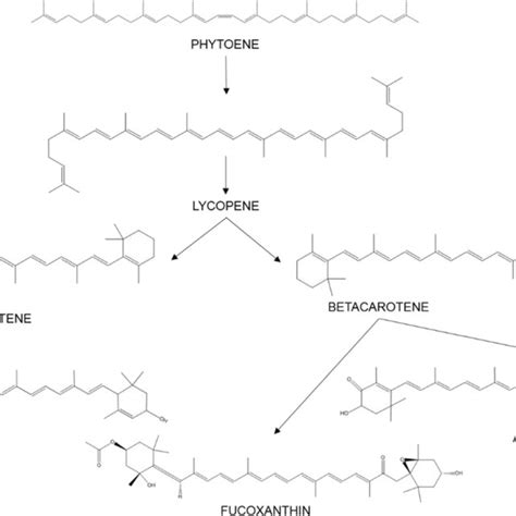 Main Carotenoids And Summarized Carotenogenesis Download Scientific