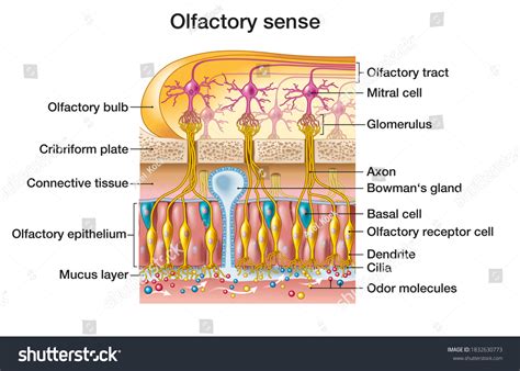 148 Olfactory epithelium Images, Stock Photos & Vectors | Shutterstock