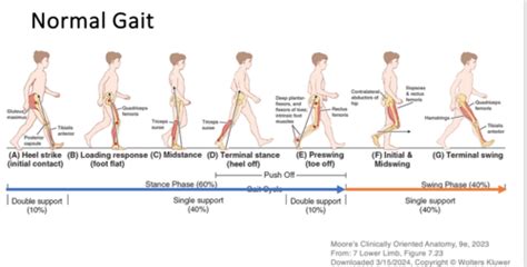 Normal And Pathological Gait Flashcards Quizlet