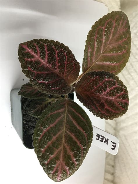 Episcia Kee Wee Etsy