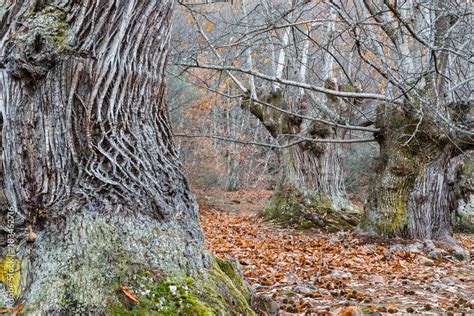 Bosque de castaños centenarios en otoño Castanea sativa foto de Stock