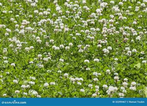 Clover Flower Field Stock Image Image Of Foliage Clover 32299467