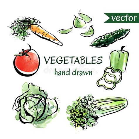 Grupo Do Vetor De Vegetais Tirados Mão Ilustração do Vetor Ilustração