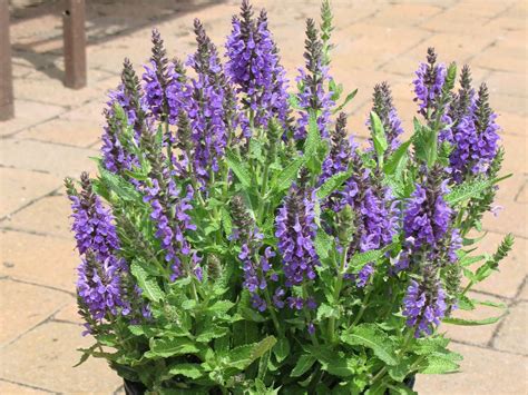 Salvia Marcus Campbells Nursery