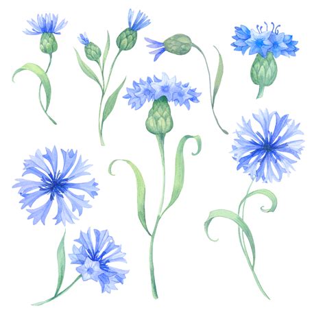 blue flowers cornflowers, set of watercolor 31609229 PNG