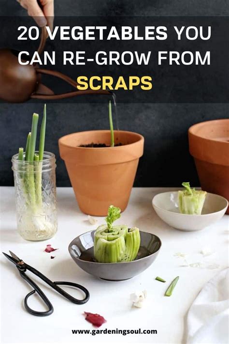 Vegetables You Can Re Grow From Scraps