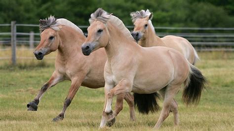 The Shetland pony: all you need to know about this small, hardy breed