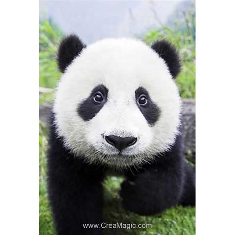 Kit Broderie Diamant 3d Curious Panda WD074 Chez Wizardi