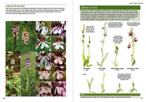 Britain S Orchids A Field Guide To The Orchids Of Great Britain And