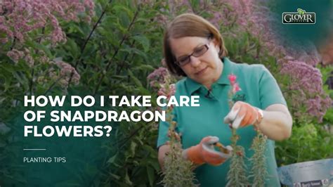 Snapdragon Care Guide: Tips for Thriving Plants | Glover Nursery