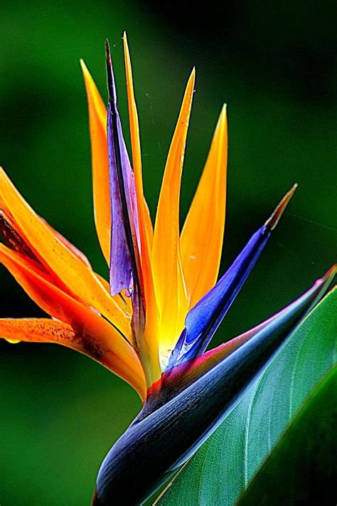 An Orange And Blue Flower With Green Leaves