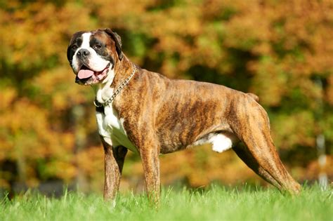 How Long Do Boxers Live? Vet-Verified Average Lifespan, Data & Care