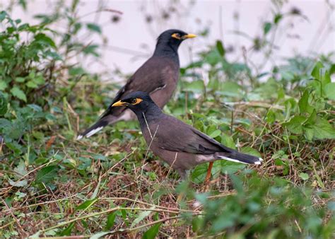 myna indian common  photo  pixabay