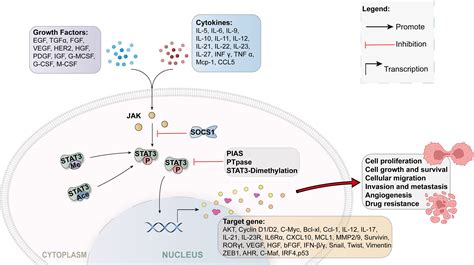 Frontiers Role Of Stat In The Pathogenesis Of Nasopharyngeal