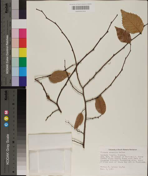 Planera Aquatica Species Page Apa Alabama Plant Atlas