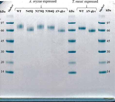 Sds Page Gel Of The Purified Enzymes Used In This Study Lanes And