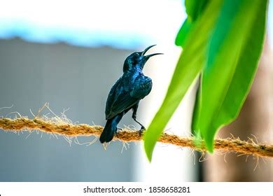 13,439 Nectar Feeding Bird Images, Stock Photos & Vectors | Shutterstock