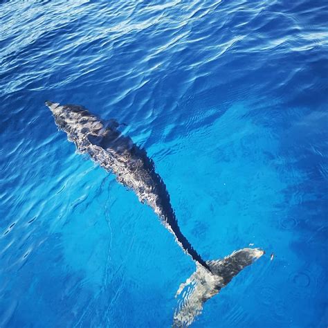 Snorkel & Dolphin Tours — Explore Niue Tours & travel