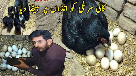 Black Aseel Hen Eggs Hatching To Australorp Chicken Chicks Crazy Hen