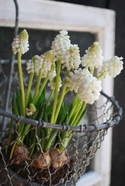 Hyacinths Decor Ideas To Breath Spring In Bulbos De Flor Jardineria