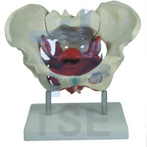 Simulador De Pelvis Esqueletica Modelo Anatomico De Pelvis