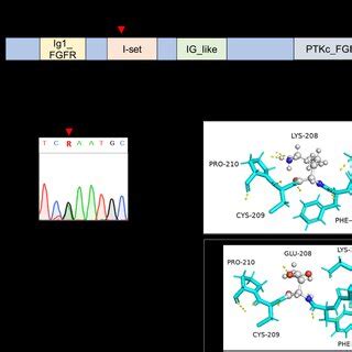 Mutation In FGFR1 In Patient 12 A Positions Of The FGFR1