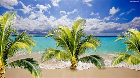 Palm Tree Desktop Wallpapers - Top Free Palm Tree Desktop Backgrounds ...