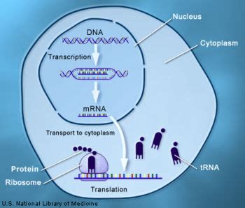 DNA Transcription CreationWiki The Encyclopedia Of Creation Science