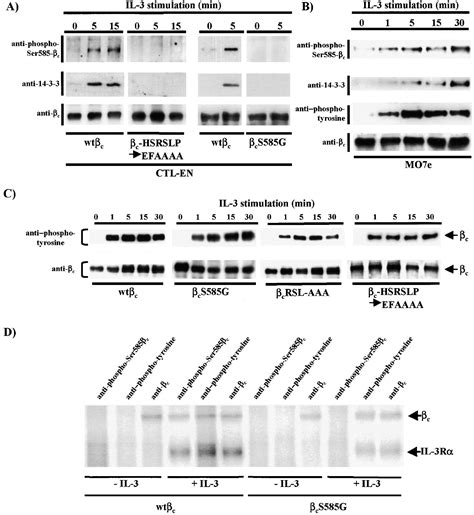 Site Specific Serine Phosphorylation Of The Il 3 Receptor Is Required