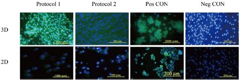 Icc Staining Of Albumin Positive Staining Of Albumin Was Evidenced In