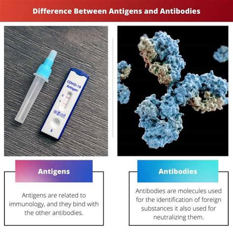 Antigens vs Antibodies: Difference and Comparison