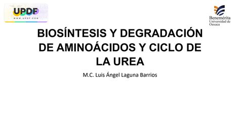 Solution Bios Ntesis Y Degradaci N De Amino Cidos Y Ciclo De La Urea