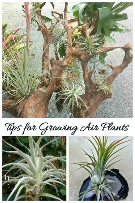 Tips For Growing Air Plants How To Care For Tillandsia