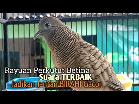 Perkutut Betina Memanggil Jantan Suara Terbaik Jadikan Perkutut Lokal