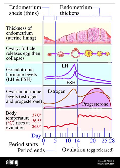 Chart Of Menstrual Cycle Hormones: A Visual Reference of Charts | Chart ...