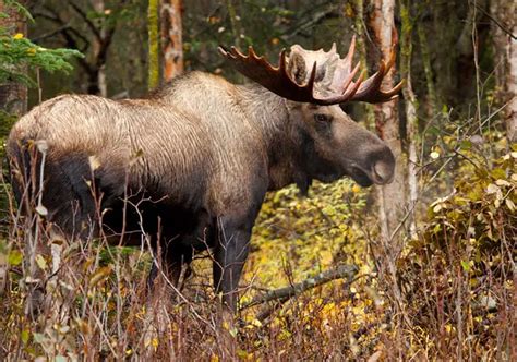 Elk vs Moose Comparison (what are the differences?) - World Deer