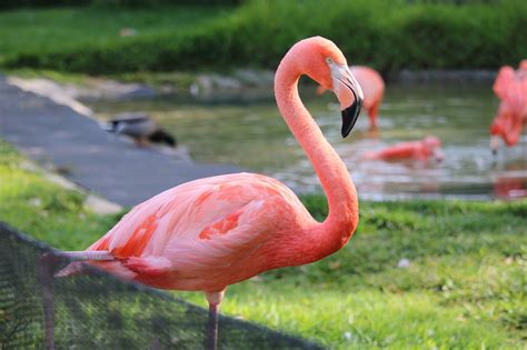 Warum sind Flamingos rosa? - einfach erklärt