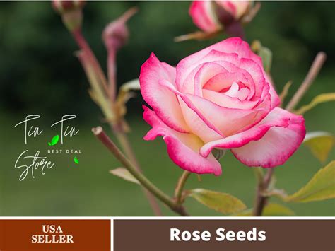 30 Rare Seed Cherry Parfait Rose Seed Flower 1086 Authentic Seeds Flowers Seeds Herb Seeds