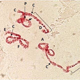 Polytene Chromosomes Of Chironomus Type A G Chromosomal Arms C