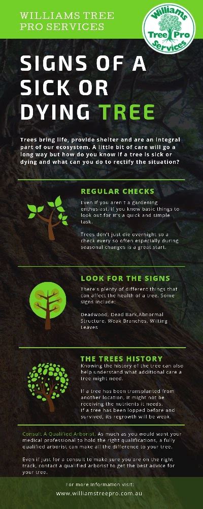 Signs Of A Sick Or Dying Tree What To Do If Your Tree Is Affected