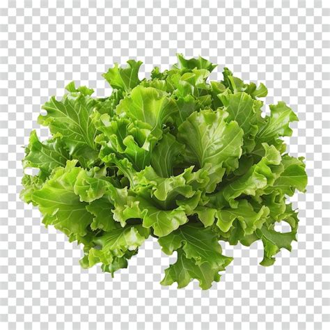 Premium Psd Lettuce Transparent Background