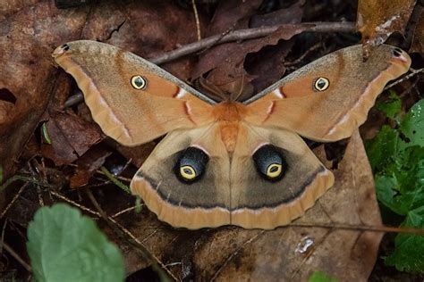 Watch Out For Flying Eyeballs Meet One Of Njs Giant Silk Moths