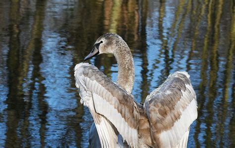 Junger Schwan Am Teich H Ckerschwan Cygnus Olor C Sabi Flickr