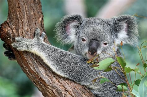koala comparative brain anatomy
