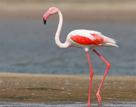 10 Most Beautiful Migratory Birds Coming To India