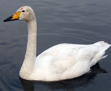 Cygne chanteur - écoutez le chant / cri / melodie / son.