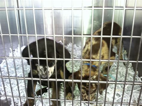 Kokomo Humane Society: KONG Toys Grant Report - Petfinder Foundation