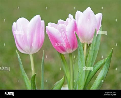 Close Up Photo Of Pink Tulips Stock Photo Alamy