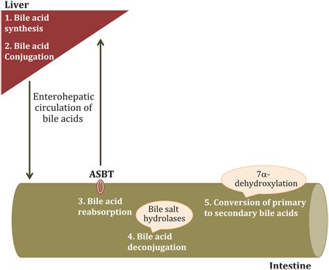 Aspects Of Bile Acid Homeostasis That Are Regulated By The Intestinal